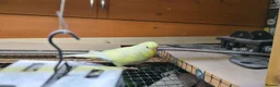 Budgerigars birds for sale: Two budgerigars for sale. - Advert 11