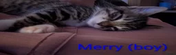 Mixed Breed cats for sale: Six adorable and sweet natured kittens in Kilmarnock - Advert 14