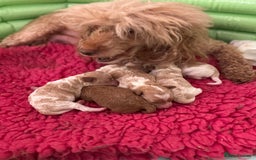 Toy Poodle dogs for sale: Tiny red & white parti toy poodle girl & boy - Image 3