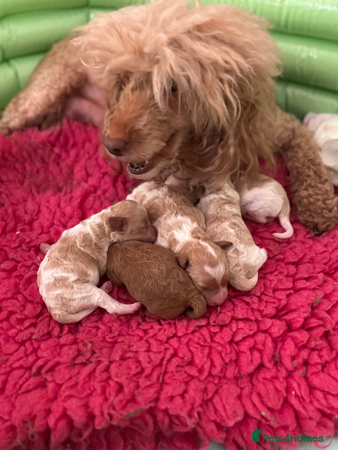 Toy Poodle dogs for sale: Tiny red & white parti toy poodle girl & boy - Image 3