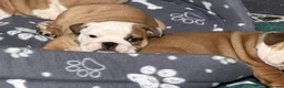 English Bulldog dogs for sale: LAST GIRL LEFT! KC Bulldog Puppy CHAMPION LINES - Advert 3