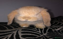 Mini Lop rabbits for sale: Beautiful Mini Lop Rabbits  - Image 9
