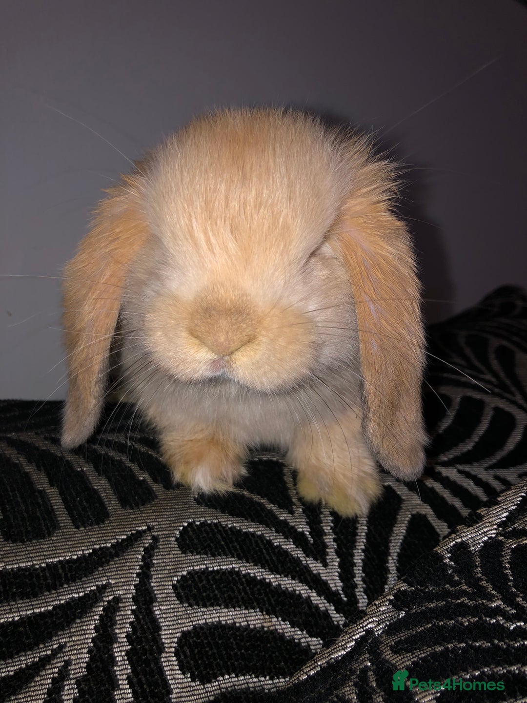 Mini Lop rabbits for sale: Beautiful Mini Lop Rabbits  - Image 9