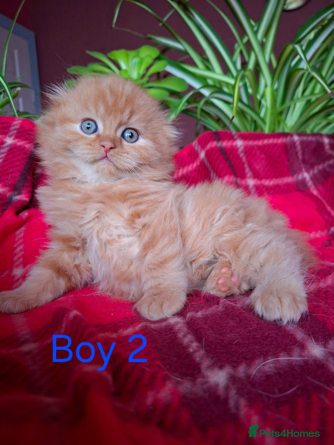 Scottish Fold cats for sale: Adorable Longhair & Shorthair Kittens- Prices Vary - Advert 7