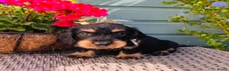 Dachshund dogs for sale: 🐾🌿 KC Registered Teckel Dachshund Litter 🌿🐾 - Advert 26