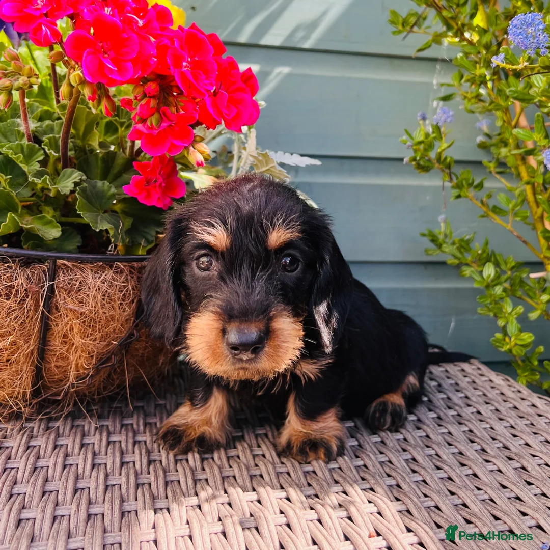 Dachshund dogs for sale: 🐾🌿 KC Registered Teckel Dachshund Litter 🌿🐾 - Advert 26