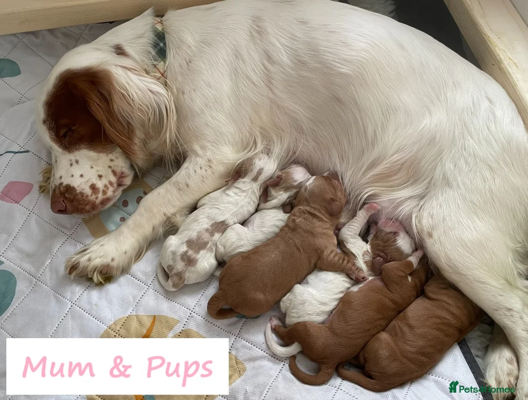 Cocker Spaniel dogs for sale: Gorgeous Working Cocker Spaniel Puppies - Advert 2