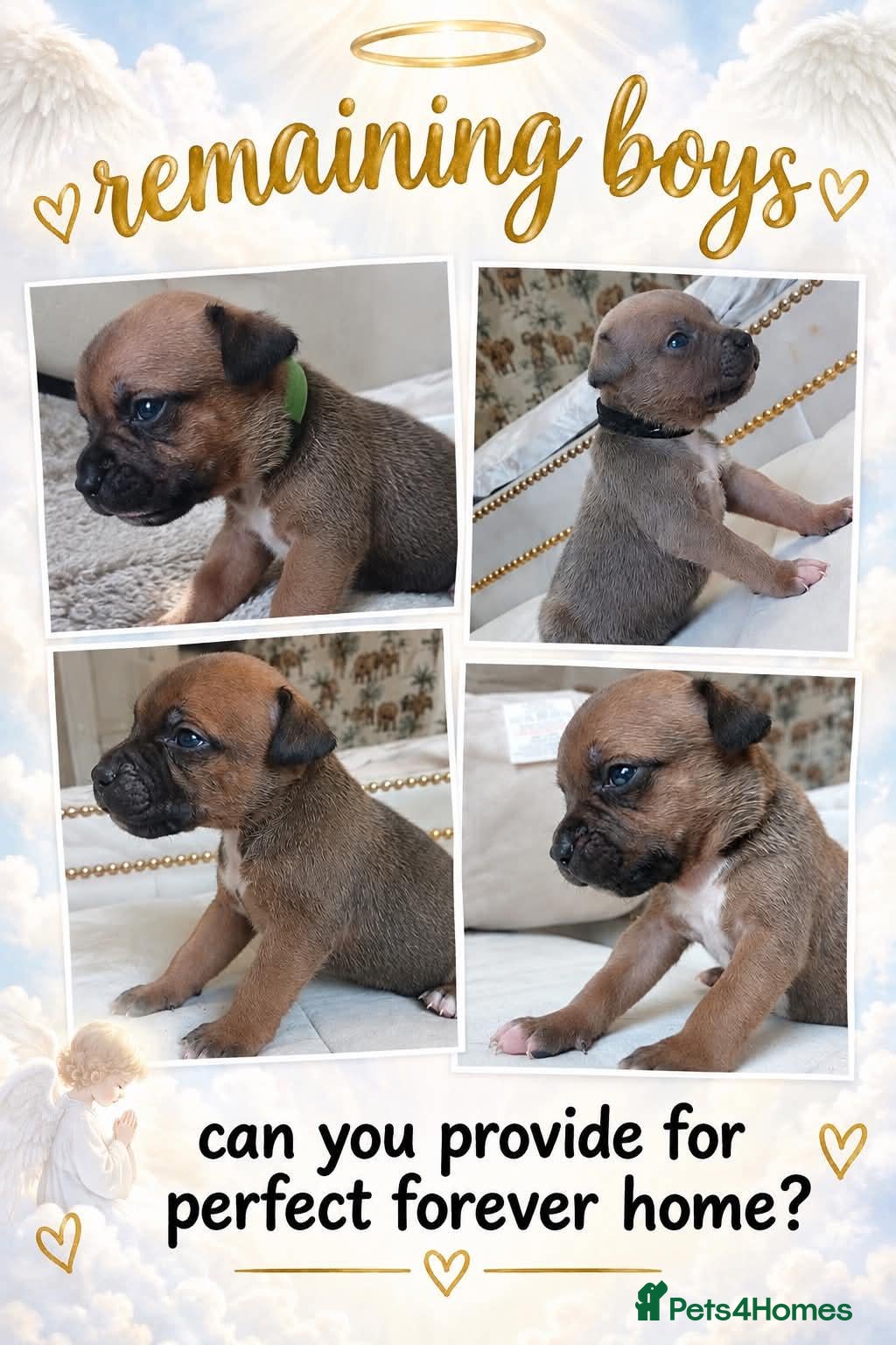 Staffordshire Bull Terrier dogs 6 beauitful pups looking for there 5 star homes  - Advert 9