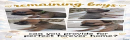 Staffordshire Bull Terrier dogs for sale: 6 beauitful pups looking for there 5 star homes  - Advert 1