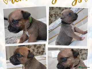 Staffordshire Bull Terrier dogs 6 beauitful pups looking for there 5 star homes - Advert 9