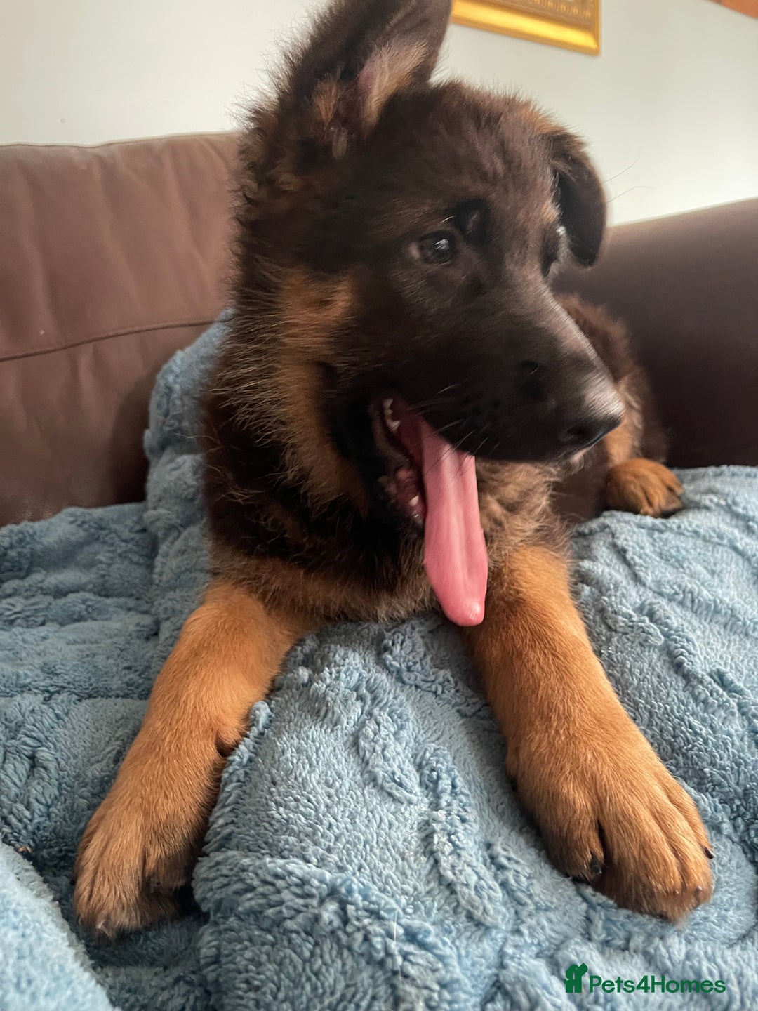 German Shepherd dogs for sale: German Shepherd pups KCRegistered/hip&elbow scored - Image 25