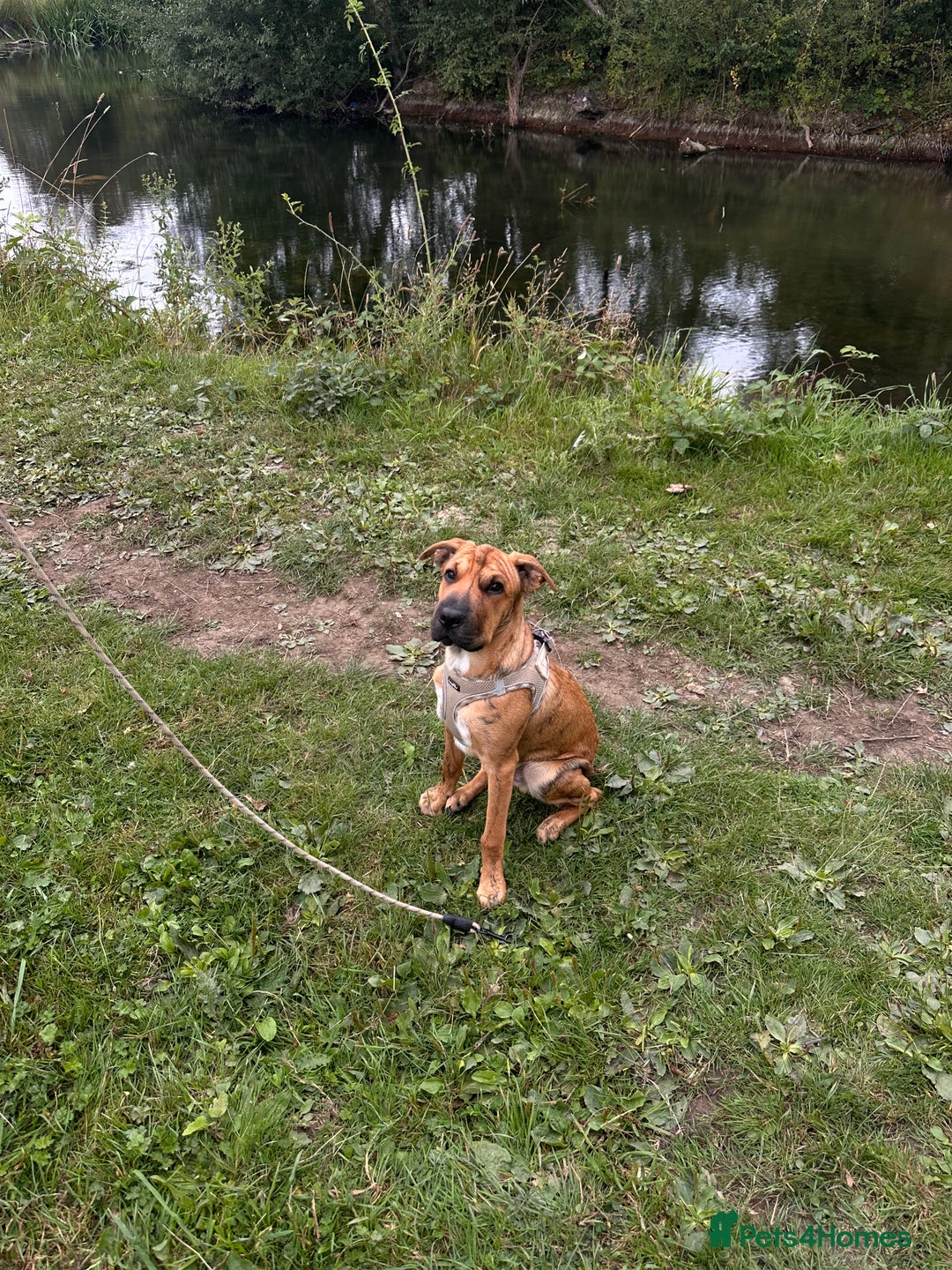 Mixed Breed dogs for sale: Well-Trained Pup Looking for His Forever Home - Image 7