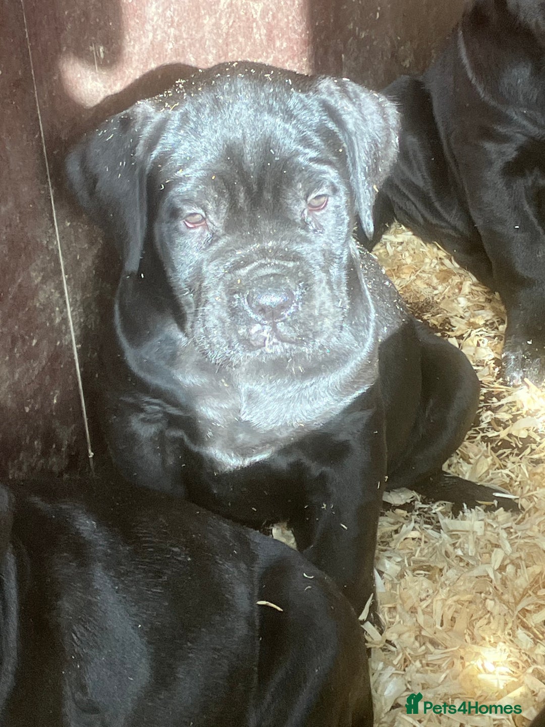 Cane Corso dogs for sale: Exceptional  - Image 15