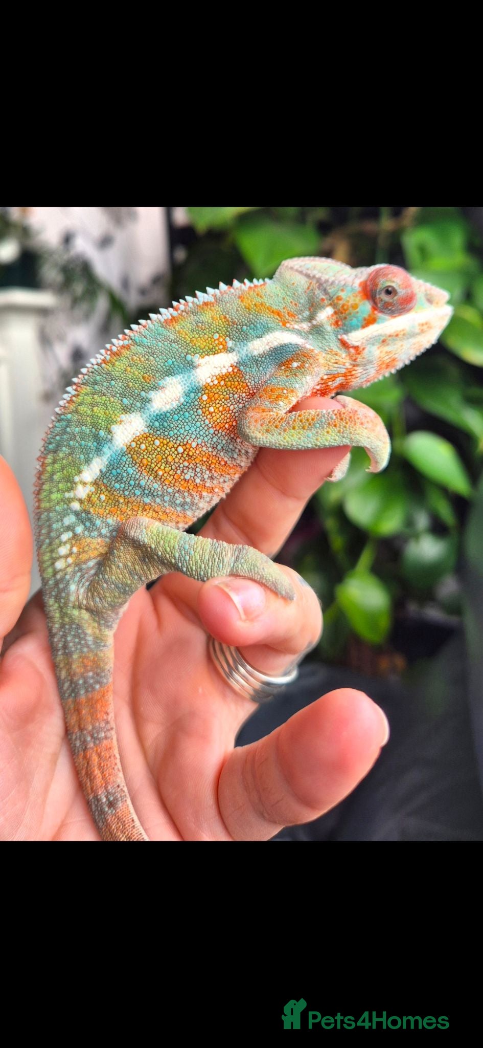 Chameleon reptiles Juvenile panthers for sale.  - Advert 1