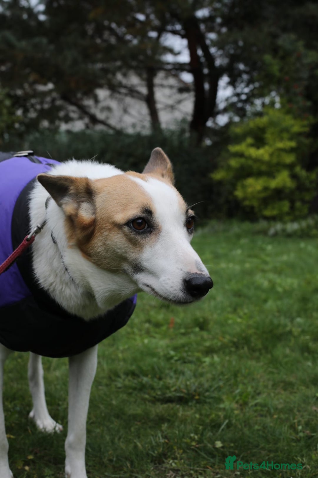 Mixed Breed dogs for adoption: 💖🐶 ALAYA 🐶💖 - Image 14