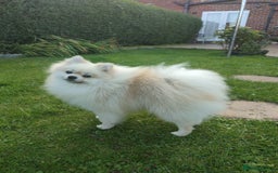 Pomeranian dogs for stud: Cream Pomeranian Stud Bersy in Preston - Image 3