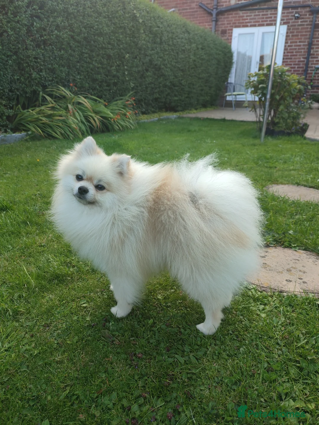 Pomeranian dogs for stud: Cream Pomeranian Stud Bersy in Preston - Advert 3