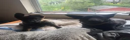 German Shepherd dogs for sale: KC Registered German Shepherd PuppiesChampion Line - Advert 24