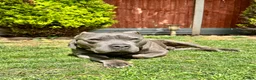 Staffordshire Bull Terrier dogs for stud: Beautiful Blue Staffordshire Bull Terrier  in London - Advert 4