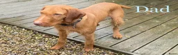 Hungarian Vizsla dogs for sale: Wirehaired Vizsla Puppies - Advert 3