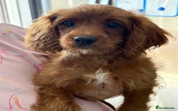 Cavapoo dogs for sale: Last pup left! F1 Cavapoo boy - Image 3