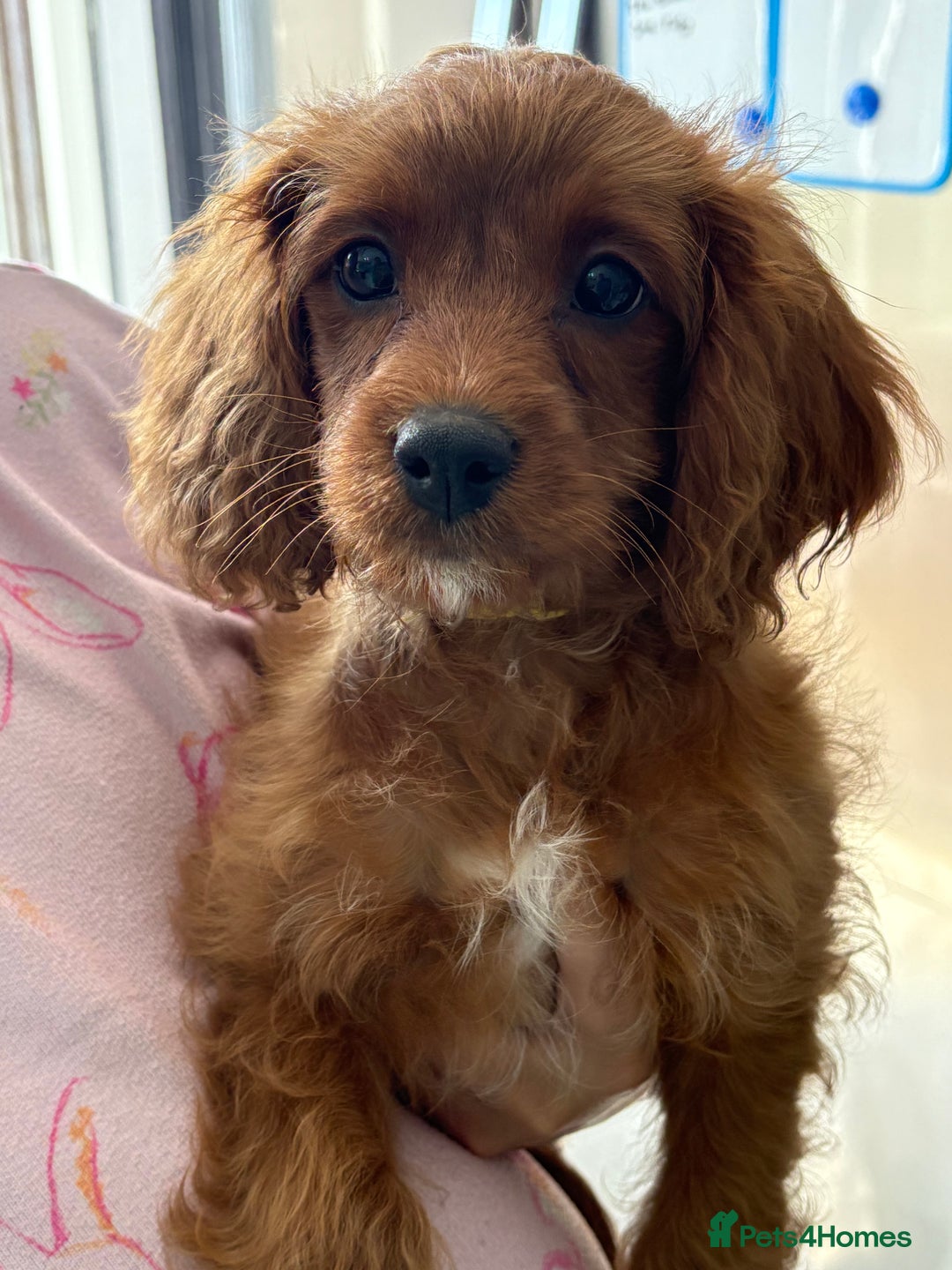 Cavapoo dogs for sale: Last pup left! F1 Cavapoo boy - Image 3