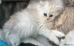 Persian cats for sale: Persian kittens  - Image 13
