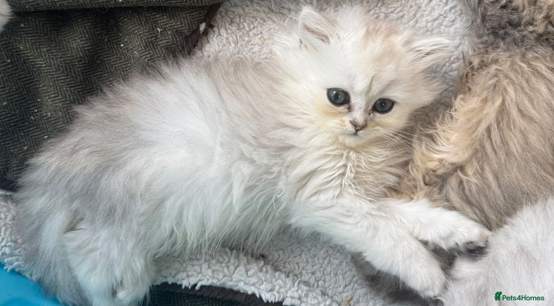 Persian cats for sale: Persian kittens  - Image 13