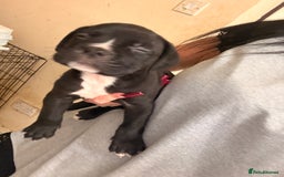 Cane Corso dogs for sale: Cane Corso puppies - Image 11