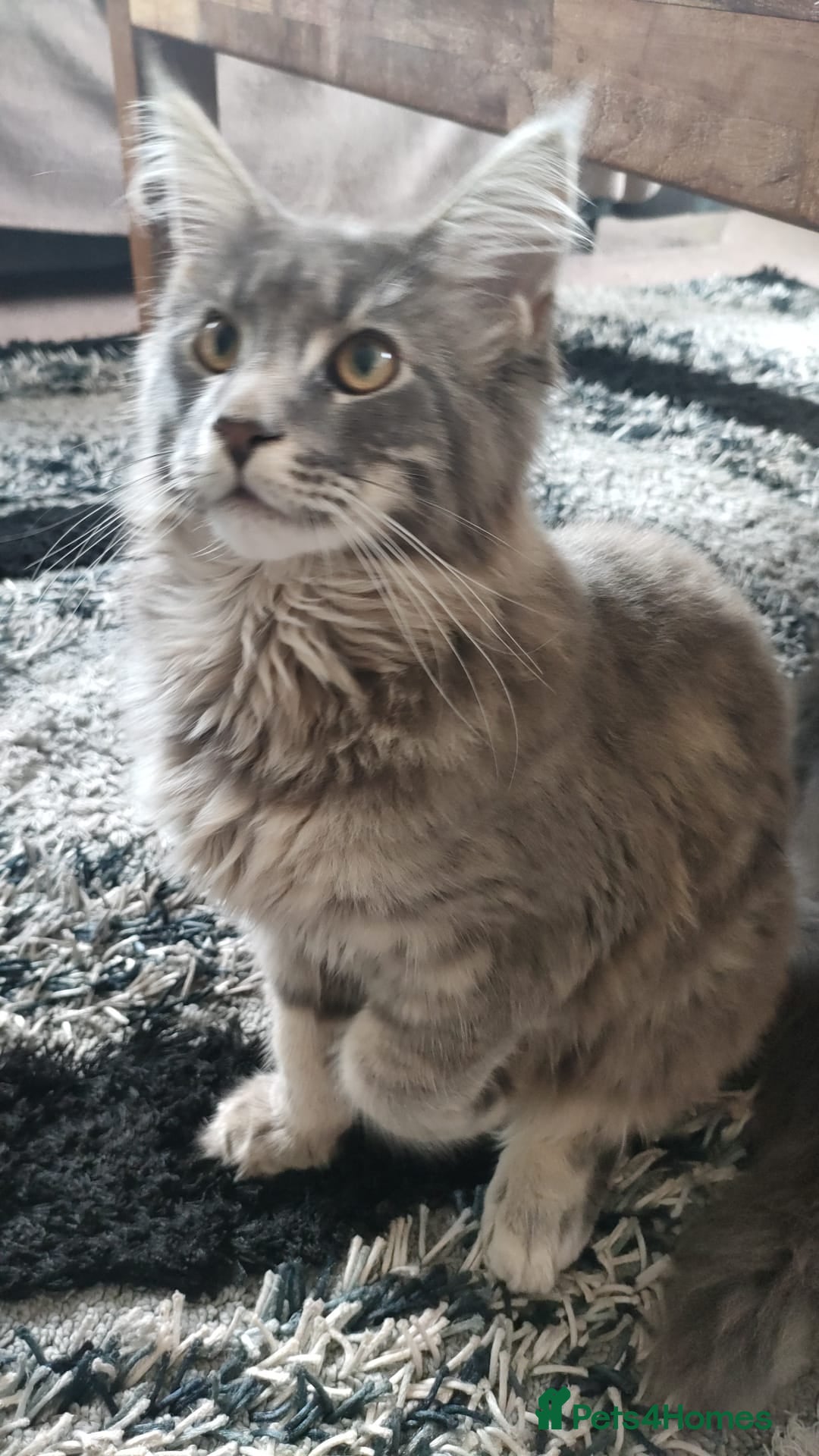 Maine Coon cats for sale: Female Maine Coon - Advert 2