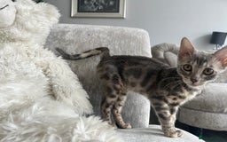 Bengal cats for sale: Adorable Female Blue Bengal Kitten TICA REG - Image 26