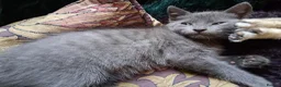 Mixed Breed cats for sale: ⭐️🐈SUPERB BENGAL X RUSSIAN BLUE 🐈⭐️ in Hatfield - Advert 17