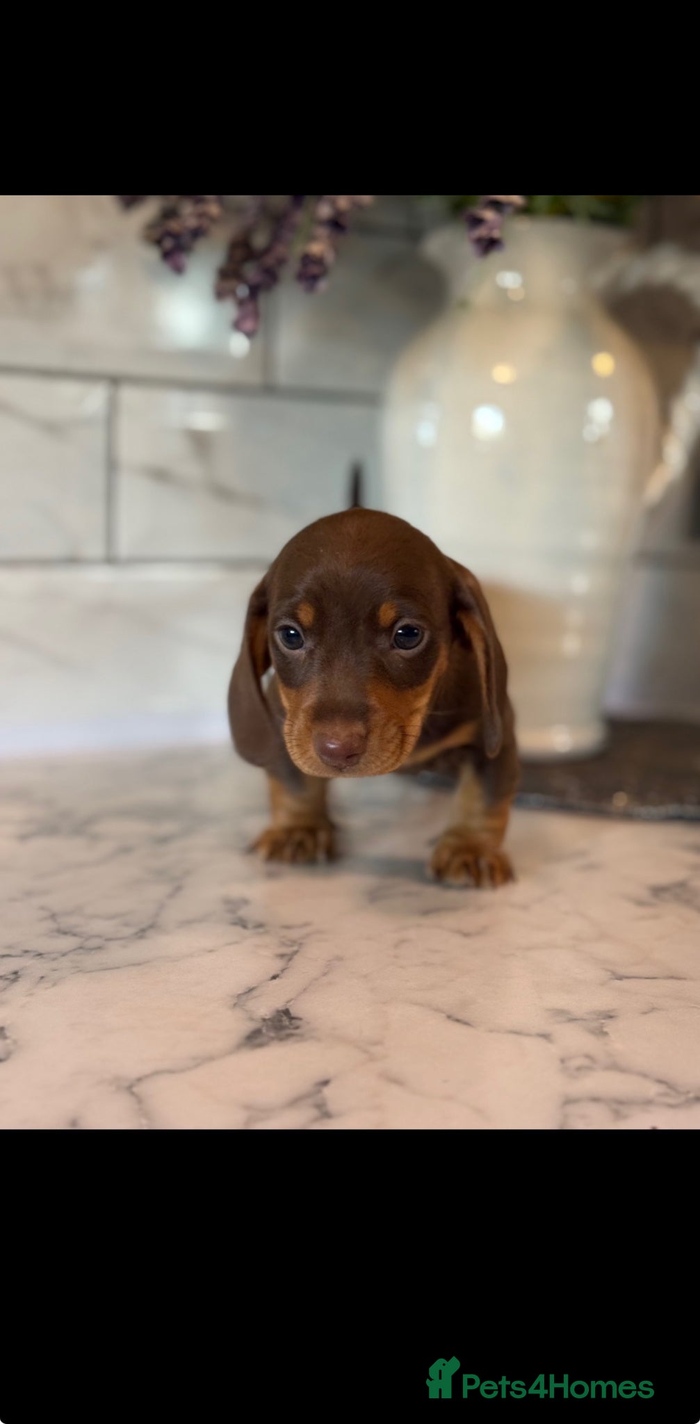 Miniature Dachshund dogs 💗 READY NOW SHOW QUALITY MALES AND FEMALES 🎀 - Advert 1