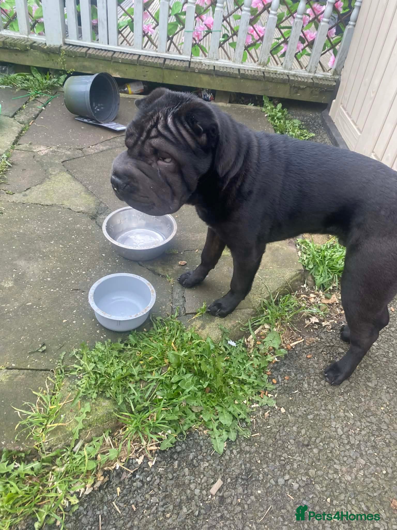 Shar Pei dogs Shar pei male 8 months old, black - Advert 22