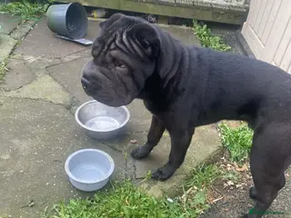 Shar Pei dogs Shar pei male 8 months old, black - Advert 22