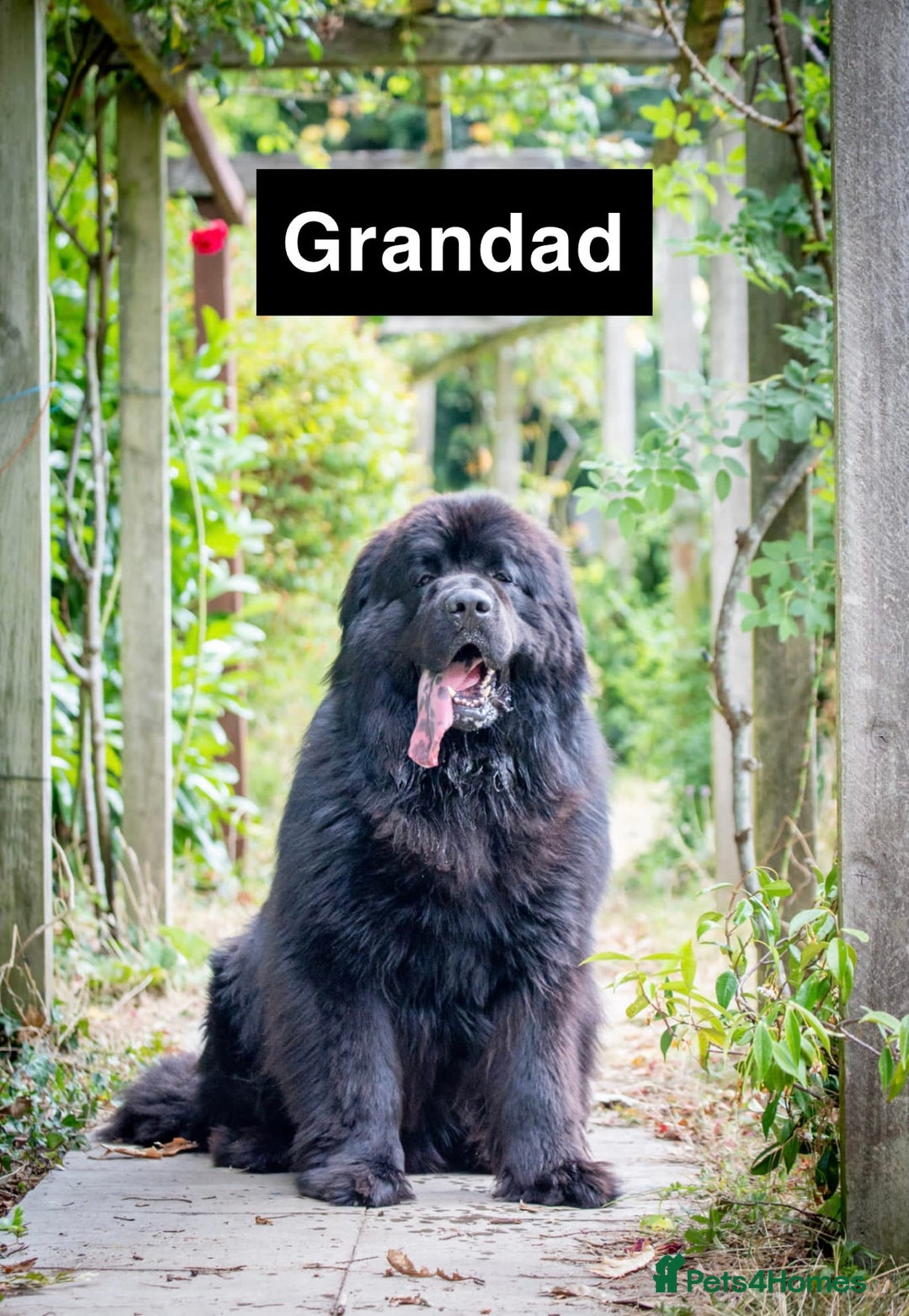Newfoundland dogs for sale: QUALITY KC REGISTERED NEWFOUNDLAND PUPPIES - Image 17