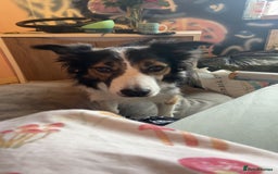 Mixed Breed dogs for sale: Border collie - read des  in Keighley - Image 6