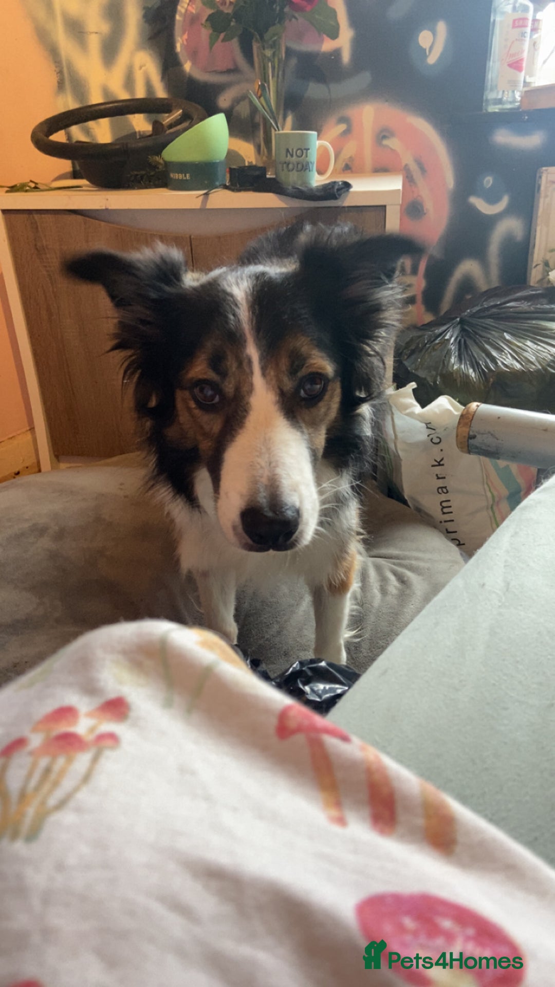 Mixed Breed dogs for sale: Border collie - read des  in Keighley - Image 6