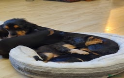 Cocker Spaniel dogs for sale: 🐾 Beautiful Show Cocker Spaniel Puppys - Image 26