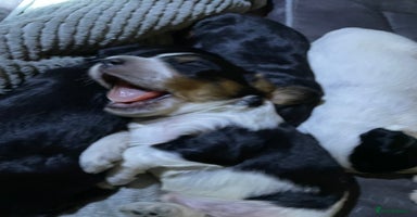 Mixed Breed dogs - Advert 4