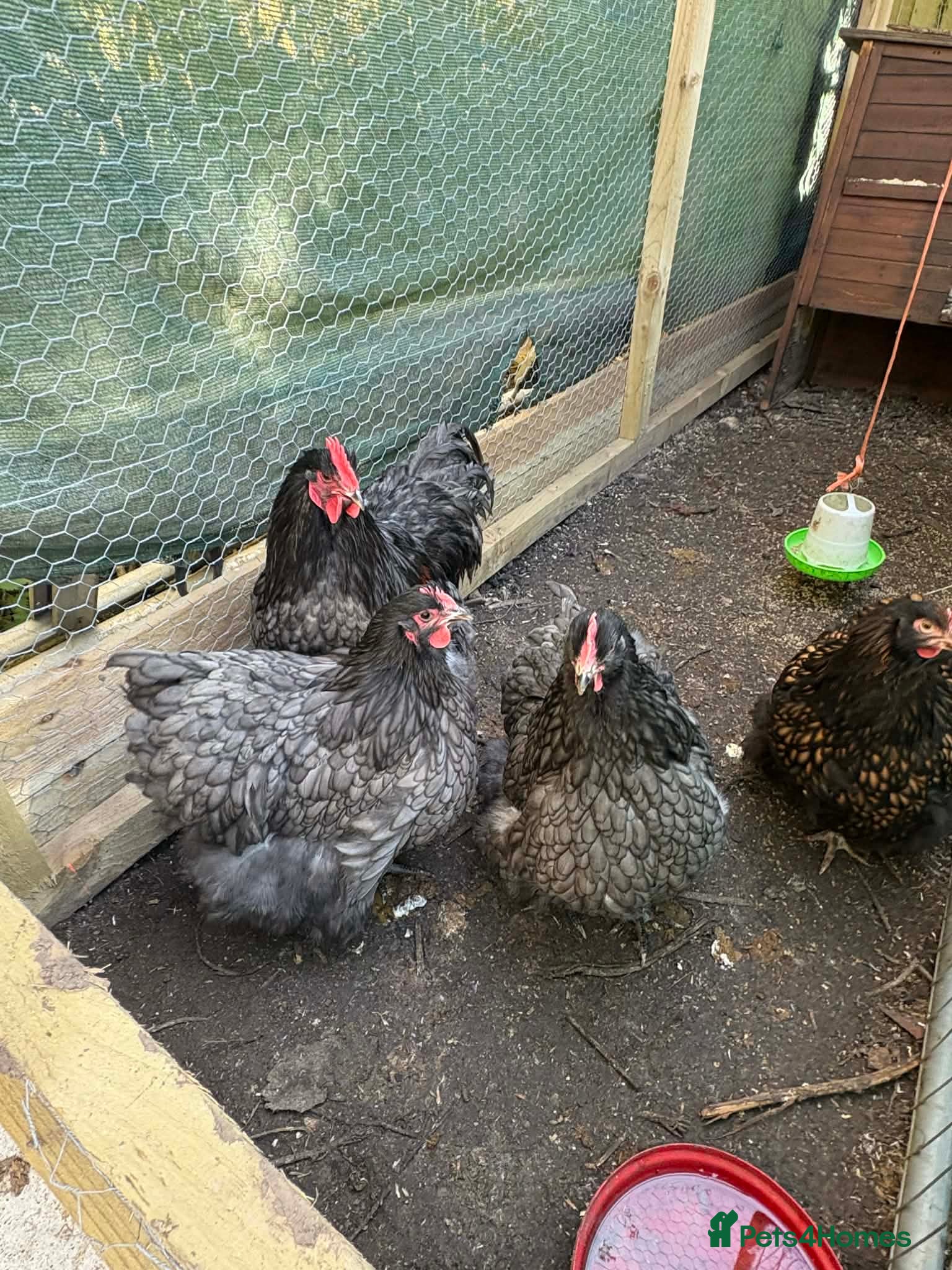 Chickens poultry Chocolate & blue Orpington and buff Sussex  - Advert 1