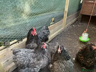 Chickens poultry Chocolate & blue Orpington and buff Sussex - Advert 1