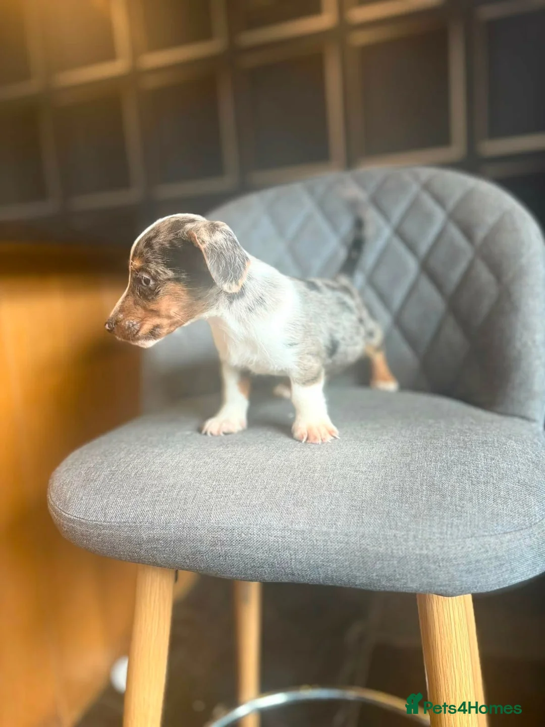 Mixed Breed dogs for sale: Welsh Terrier x Jack Russell Puppies Ready To Go in Wigan - Advert 2