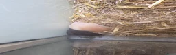 Hamster rodents for sale: Male Syrian hamsters well handled  - Advert 9