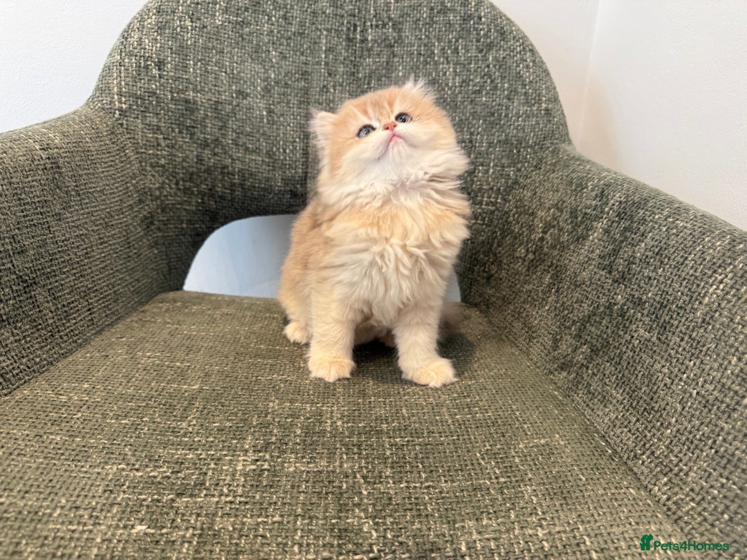 British Longhair cats for sale: Golden and Blue golden British longhairs - Advert 13