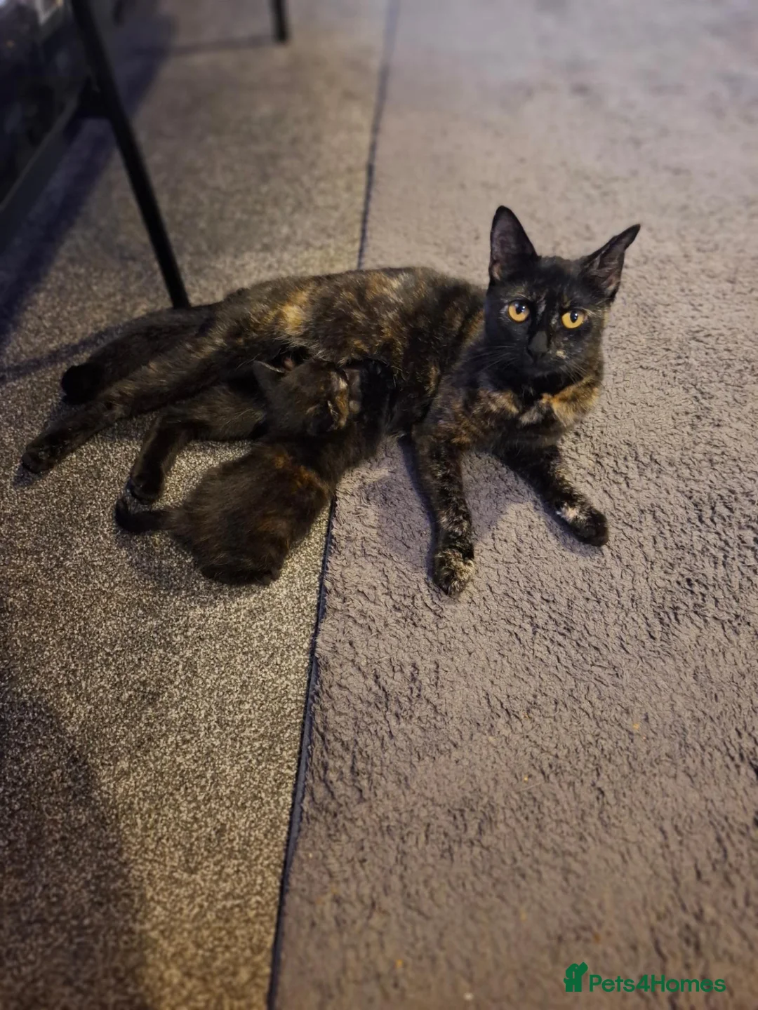 Mixed Breed cats for sale: 4 beautiful kittens - Advert 1