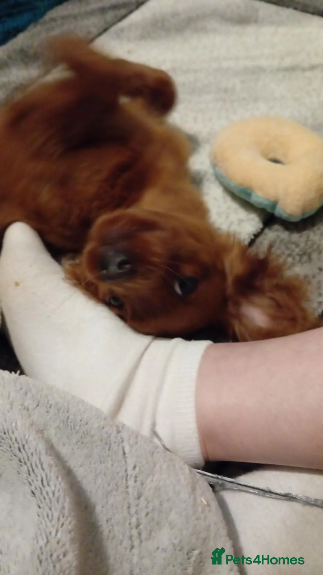 Cavapoo dogs for stud: For stud  - Advert 5
