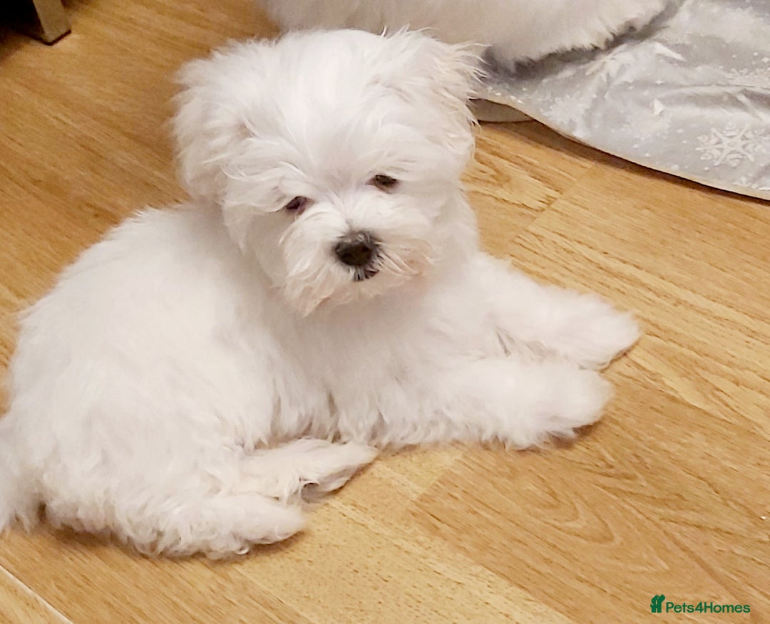 Maltese dogs for sale:  BOY AVAILABLE MALTESE KC REG READY FOR A NEW HOME in Llanelli - Image 1