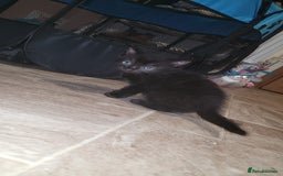 Mixed Breed cats for sale: Beautiful mixed kittens 2 boys 2 girl - Image 4