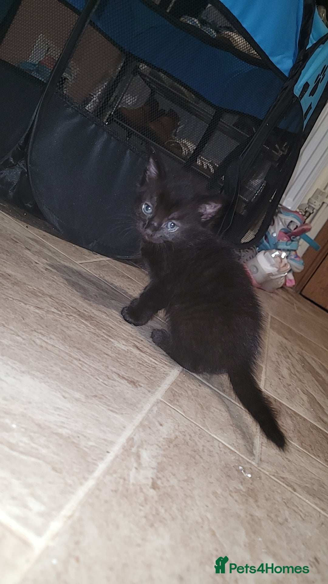 Mixed Breed cats for sale: Beautiful mixed kittens 2 boys 2 girl - Image 4